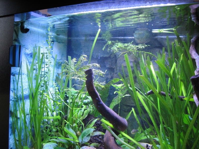 Plafoniere Led Per Acquari : Plafoniera led acquario offerte e risparmia su ondausu